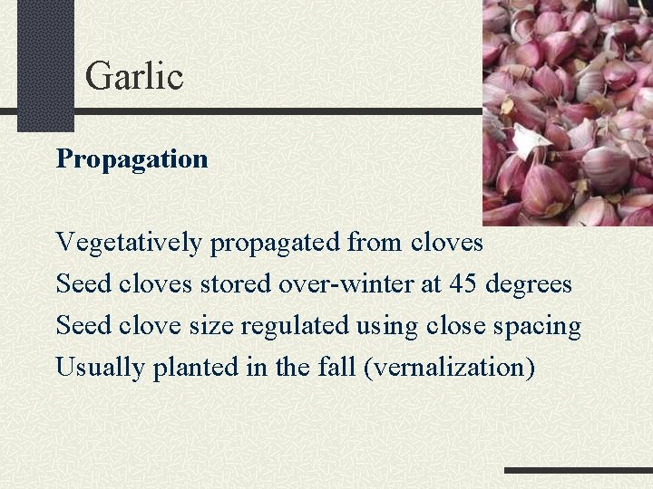 Garlic Propagation Vegetatively propagated from cloves Seed cloves stored over-winter at 45 degrees Seed