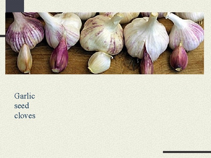 Garlic seed cloves 