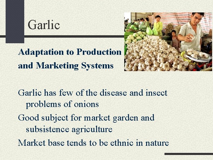 Garlic Adaptation to Production and Marketing Systems Garlic has few of the disease and