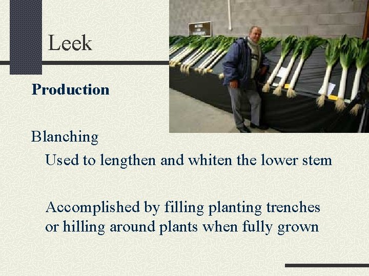 Leek Production Blanching Used to lengthen and whiten the lower stem Accomplished by filling
