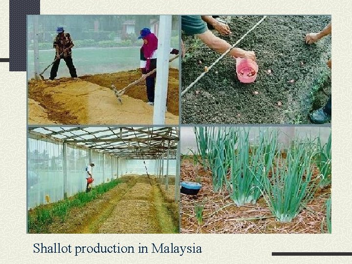 Shallot production in Malaysia 