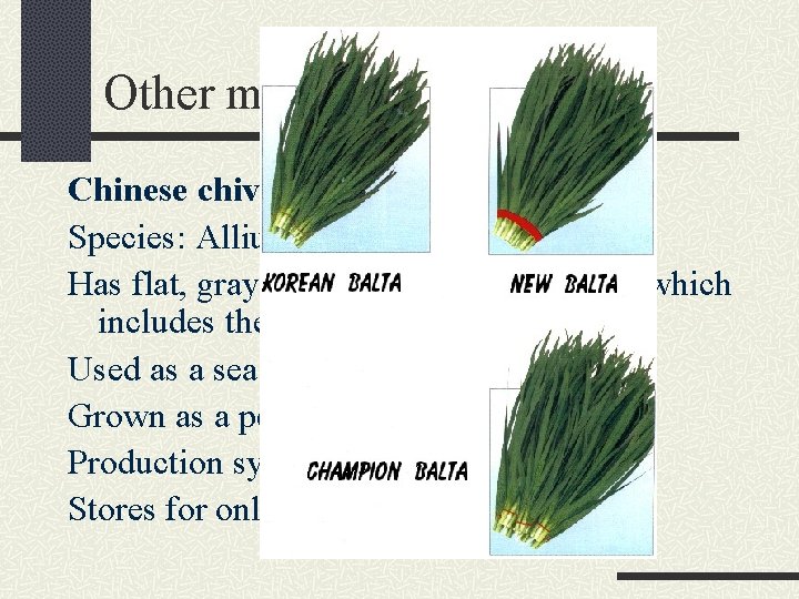 Other minor Alliums Chinese chive Species: Allium tuberosum Has flat, gray leaves, the edible