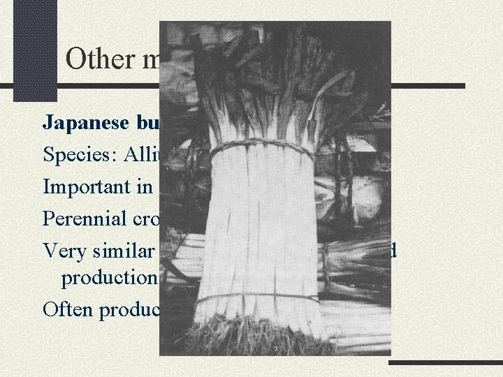 Other minor Alliums Japanese bunching onion Species: Allium fistulosum Important in China, Japan and