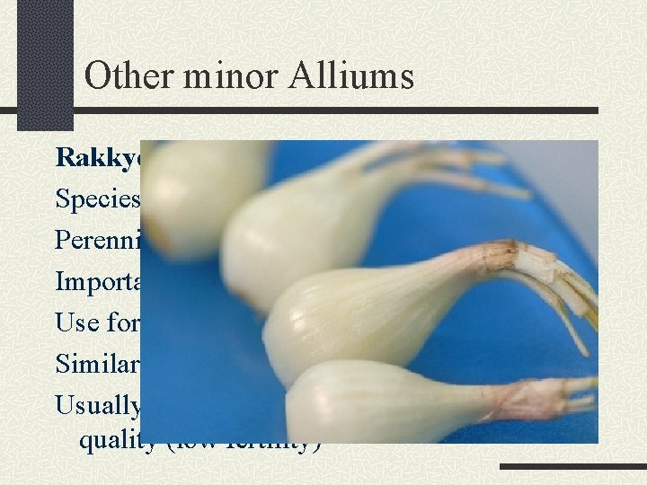 Other minor Alliums Rakkyo Species: Allium chinese Perennial grown as a biennial (over winter)