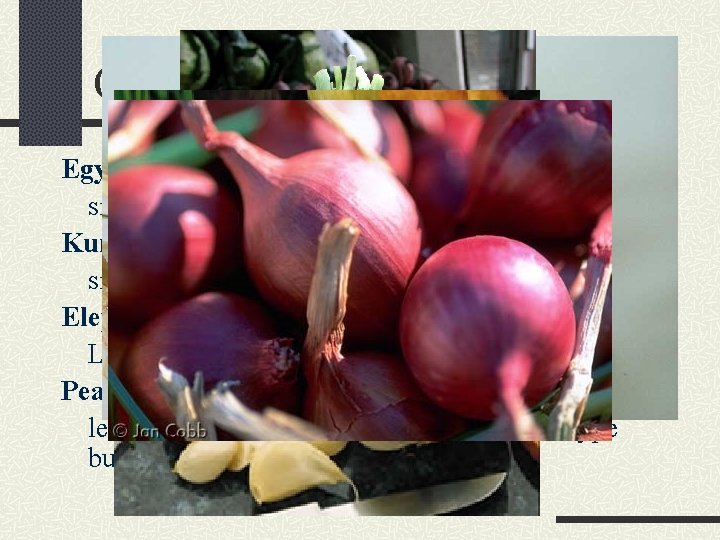 Other minor Alliums Egyptian onion - Allium cepa similar to multiplier onion Kurrat -