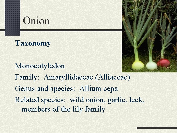 Onion Taxonomy Monocotyledon Family: Amaryllidaceae (Alliaceae) Genus and species: Allium cepa Related species: wild
