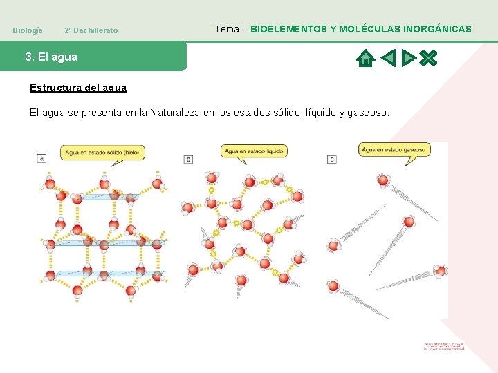 Biología 2º Bachillerato Tema I. BIOELEMENTOS Y MOLÉCULAS INORGÁNICAS 3. El agua Estructura del