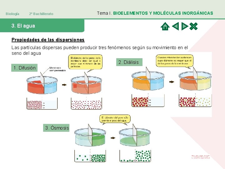 Biología 2º Bachillerato Tema I. BIOELEMENTOS Y MOLÉCULAS INORGÁNICAS 3. El agua Propiedades de