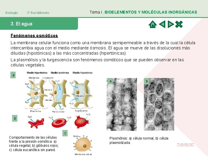 Biología Tema I. BIOELEMENTOS Y MOLÉCULAS INORGÁNICAS 2º Bachillerato 3. El agua Fenómenos osmóticos