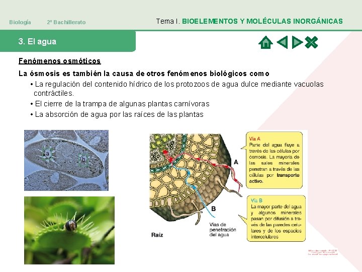 Biología 2º Bachillerato Tema I. BIOELEMENTOS Y MOLÉCULAS INORGÁNICAS 3. El agua Fenómenos osmóticos