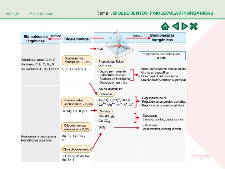 Biología 2º Bachillerato Tema I. BIOELEMENTOS Y MOLÉCULAS INORGÁNICAS 