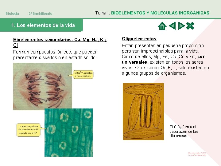 Biología 2º Bachillerato Tema I. BIOELEMENTOS Y MOLÉCULAS INORGÁNICAS 1. Los elementos de la