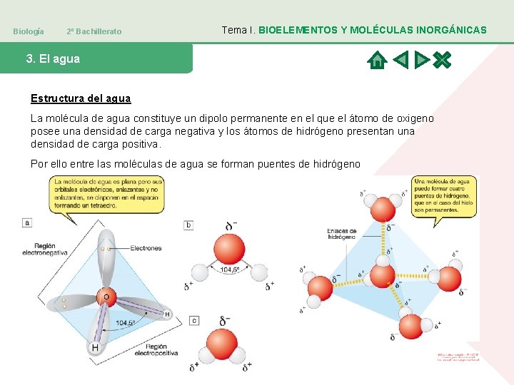 Biología 2º Bachillerato Tema I. BIOELEMENTOS Y MOLÉCULAS INORGÁNICAS 3. El agua Estructura del