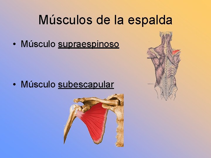 Músculos de la espalda • Músculo supraespinoso • Músculo subescapular 