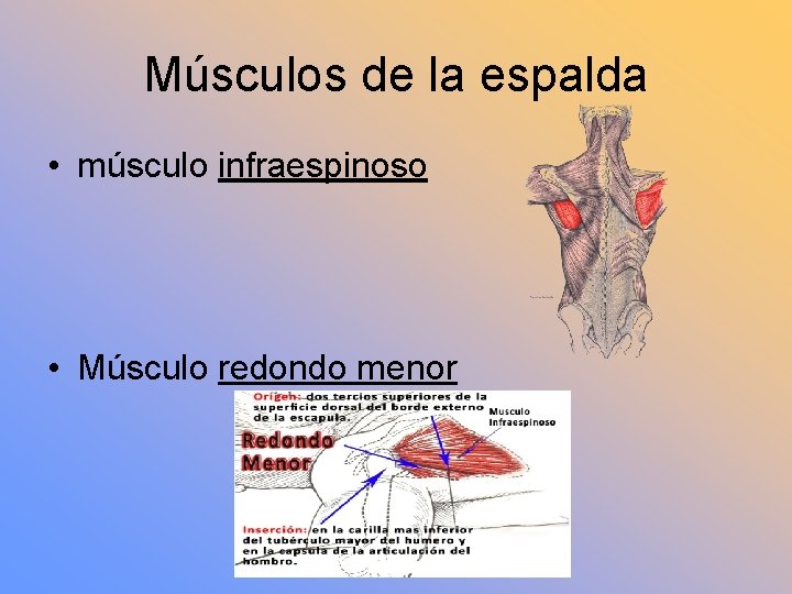 Músculos de la espalda • músculo infraespinoso • Músculo redondo menor 