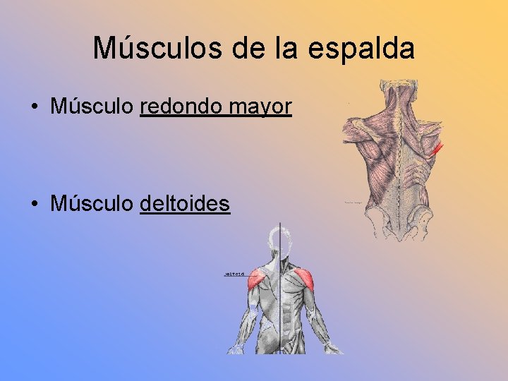 Músculos de la espalda • Músculo redondo mayor • Músculo deltoides 