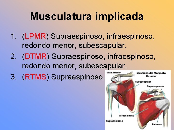 Musculatura implicada 1. (LPMR) Supraespinoso, infraespinoso, redondo menor, subescapular. 2. (DTMR) Supraespinoso, infraespinoso, redondo