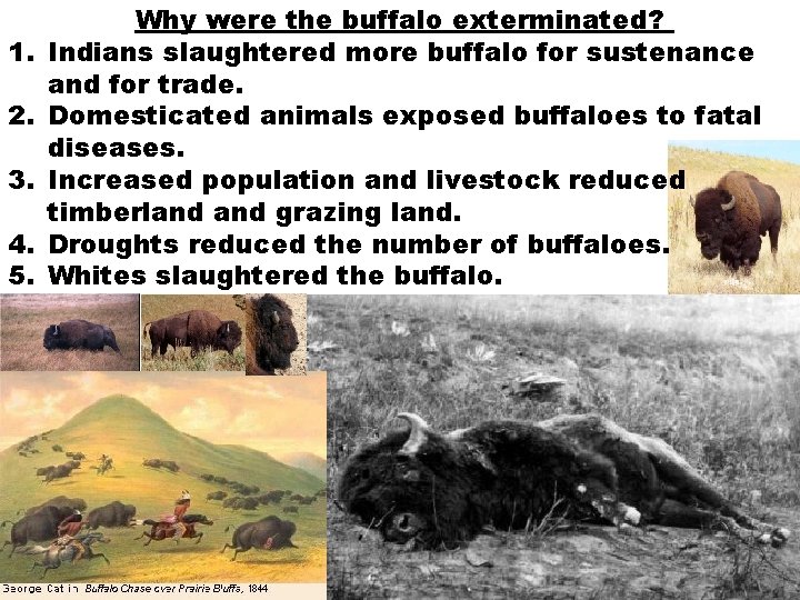 1. 2. 3. 4. 5. Why were the buffalo exterminated? Indians slaughtered more buffalo