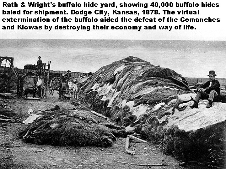 Rath & Wright's buffalo hide yard, showing 40, 000 buffalo hides baled for shipment.