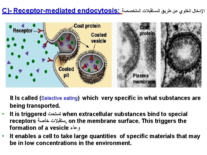 C)- Receptor-mediated endocytosis: ﺍﻹﺩﺧﺎﻝ ﺍﻟﺨﻠﻮﻱ ﻋﻦ ﻃﺮﻳﻖ ﺍﻟﻤﺴﺘﻘﺒﻼﺕ ﺍﻟﻤﺘﺨﺼﺼﺔ It Is called (Selective eating)