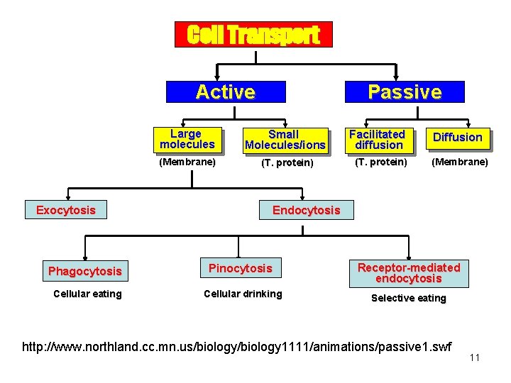 Cell Transport Active Exocytosis Passive Large molecules Small Molecules/ions (Membrane) (T. protein) Facilitated diffusion