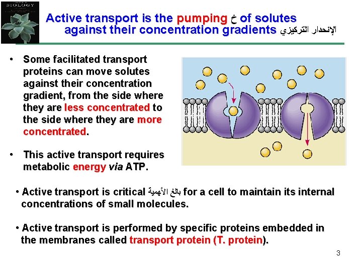 Active transport is the pumping ﺥ of solutes against their concentration gradients ﺍﻹﻧﺤﺪﺍﺭ ﺍﻟﺘﺮﻛﻴﺰﻱ