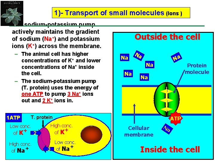 1)- Transport of small molecules (Ions ) • The sodium-potassium pump actively maintains the