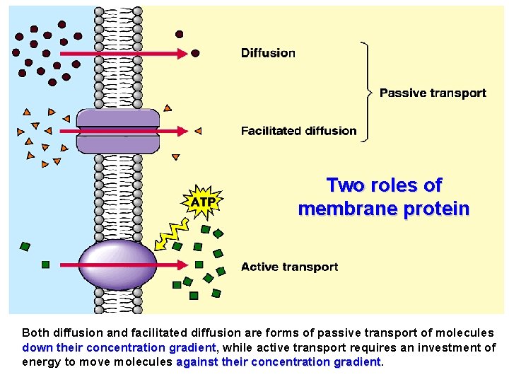 Two roles of membrane protein Both diffusion and facilitated diffusion are forms of passive