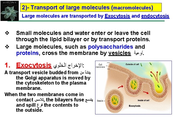 2)- Transport of large molecules (macromolecules) Large molecules are transported by Exocytosis and endocytosis