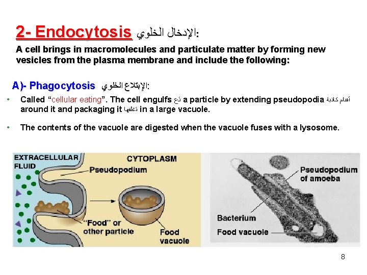 2 - Endocytosis ﺍﻹﺩﺧﺎﻝ ﺍﻟﺨﻠﻮﻱ : A cell brings in macromolecules and particulate matter