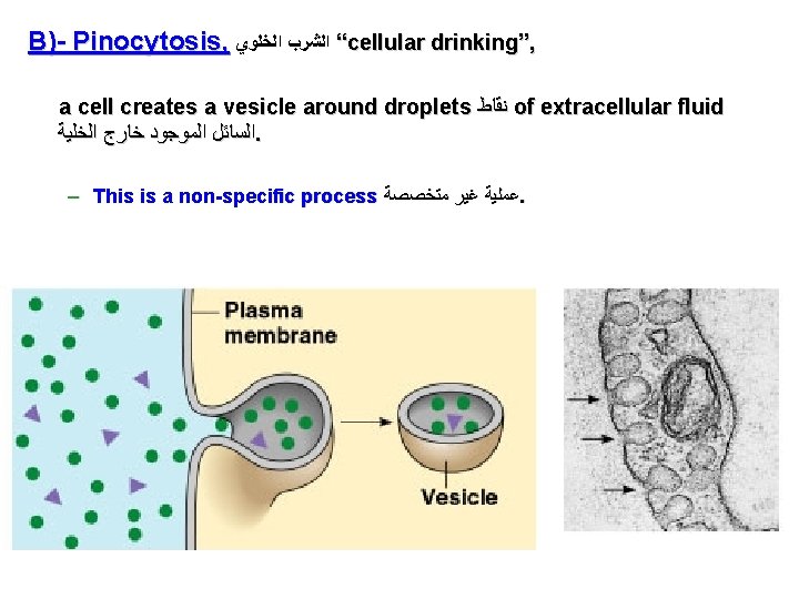 B)- Pinocytosis, “ ﺍﻟﺸﺮﺏ ﺍﻟﺨﻠﻮﻱ cellular drinking”, a cell creates a vesicle around droplets