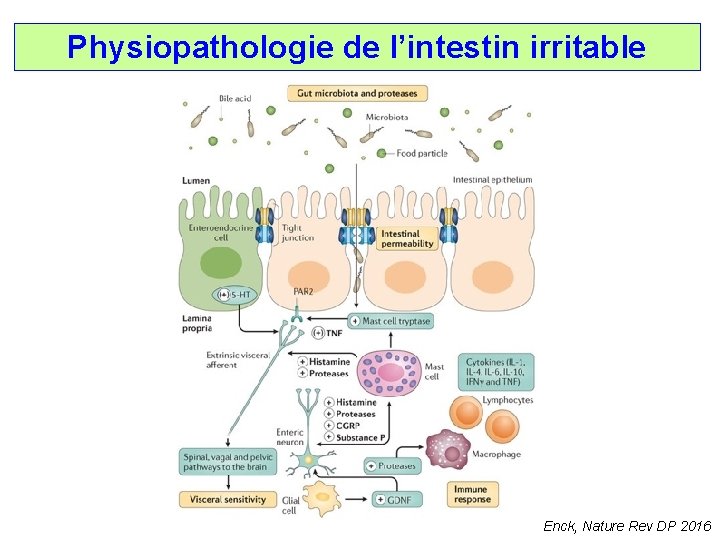 Physiopathologie de l’intestin irritable Enck, Nature Rev DP 2016 