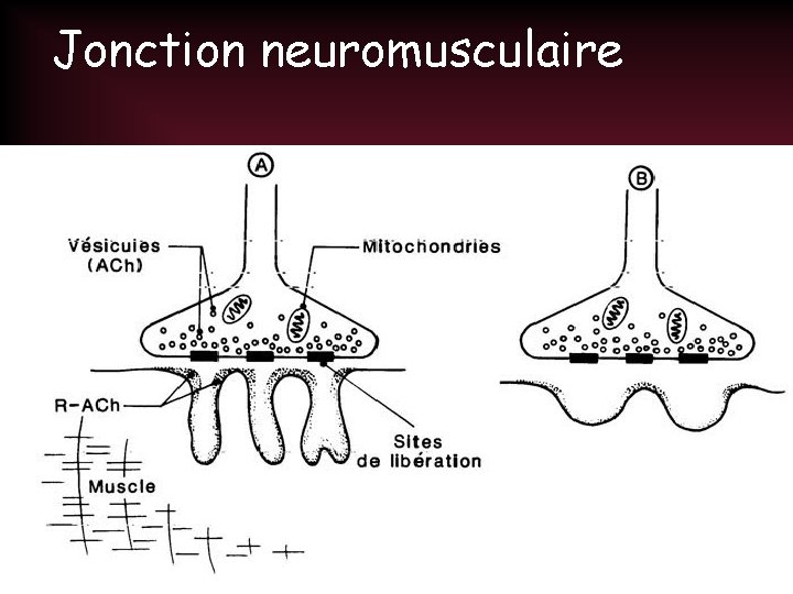 Jonction neuromusculaire 