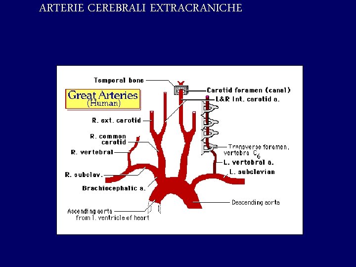 ARTERIE CEREBRALI EXTRACRANICHE 