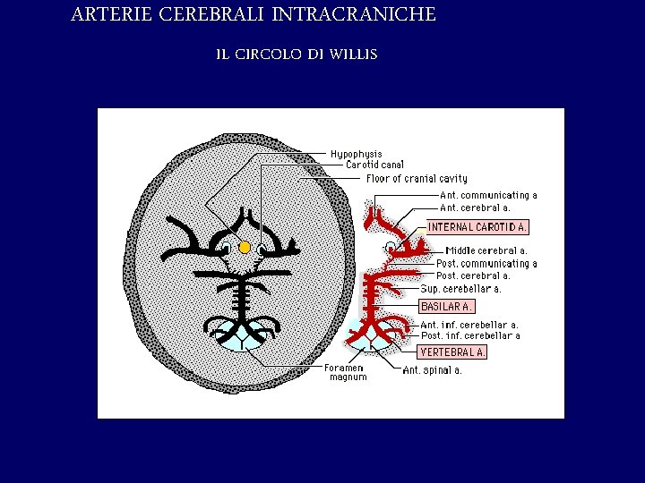 ARTERIE CEREBRALI INTRACRANICHE IL CIRCOLO DI WILLIS 