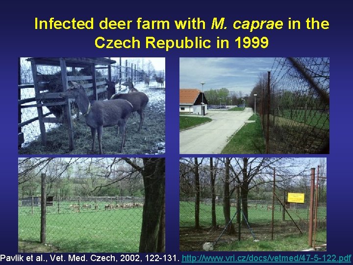 Infected deer farm with M. caprae in the Czech Republic in 1999 Pavlik et