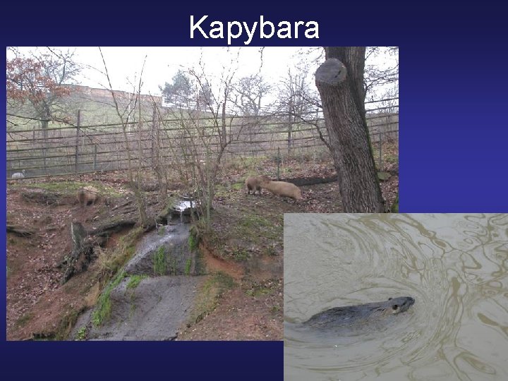 Kapybara 