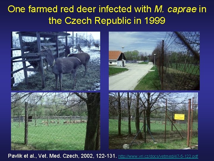 One farmed red deer infected with M. caprae in the Czech Republic in 1999