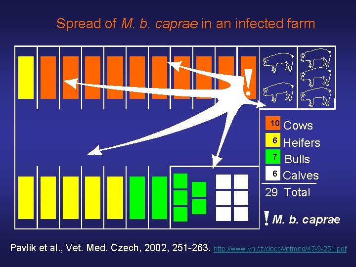 Spread of M. b. caprae in an infected farm 10 Cows 6 Heifers 7