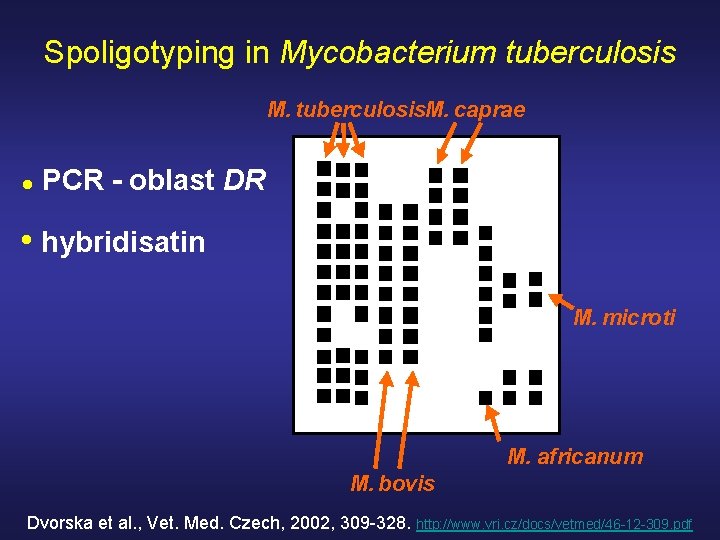 Spoligotyping in Mycobacterium tuberculosis M. tuberculosis. M. caprae • PCR - oblast DR •
