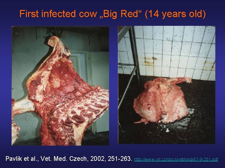 First infected cow „Big Red“ (14 years old) Pavlik et al. , Vet. Med.