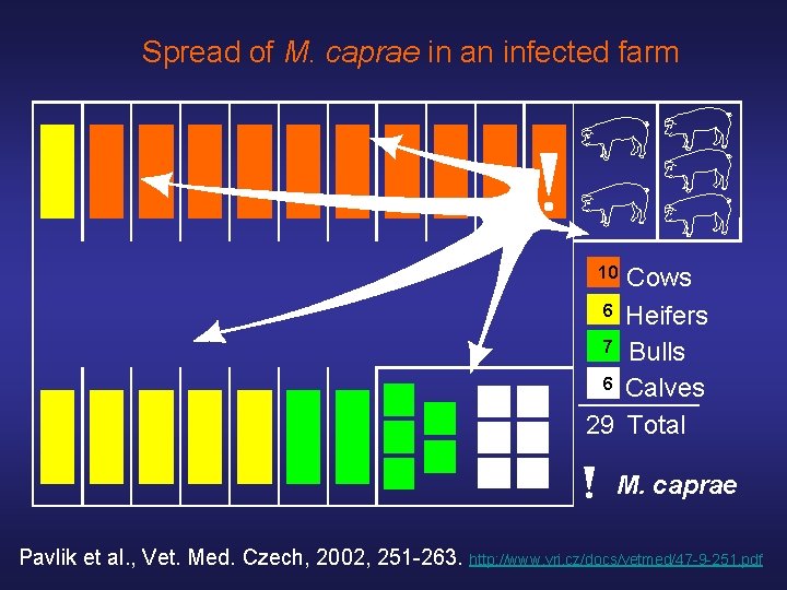 Spread of M. caprae in an infected farm 10 Cows 6 Heifers 7 Bulls