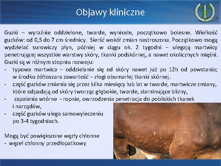 Objawy kliniczne Guzki – wyraźnie oddzielone, twarde, wyniosłe, początkowo bolesne. Wielkość guzków: od 0,