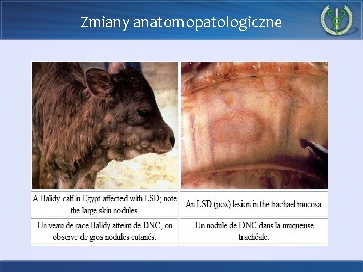 Zmiany anatomopatologiczne 