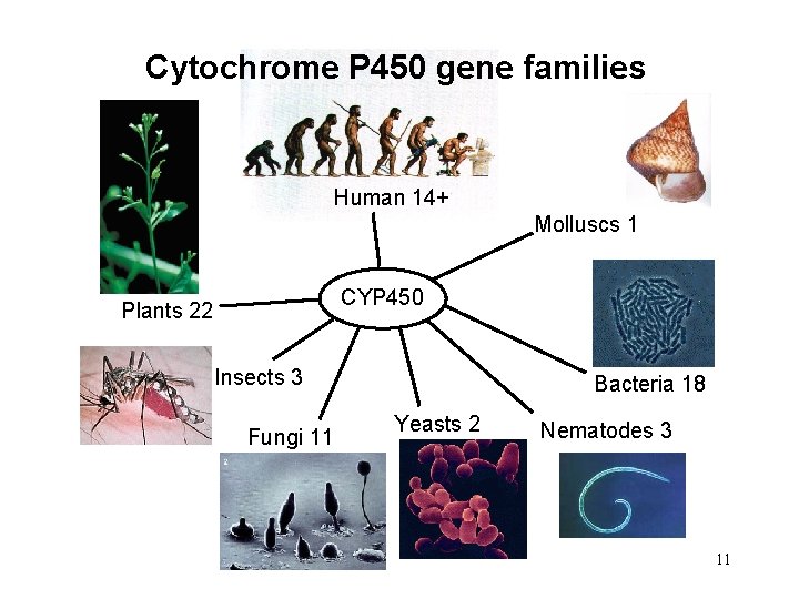 Cytochrome P 450 gene families Human 14+ Molluscs 1 CYP 450 Plants 22 Insects
