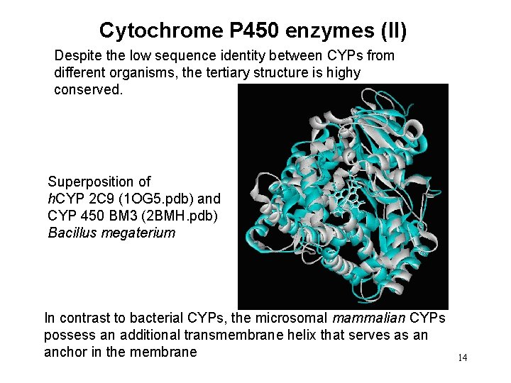Cytochrome P 450 enzymes (II) Despite the low sequence identity between CYPs from different