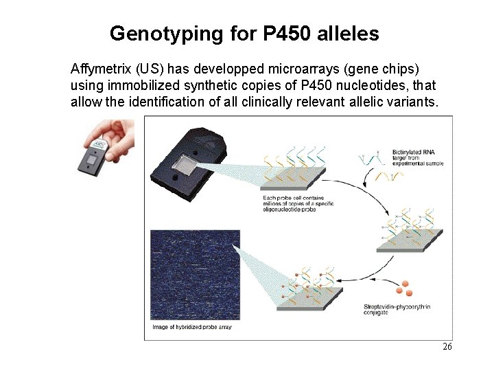 Genotyping for P 450 alleles Affymetrix (US) has developped microarrays (gene chips) using immobilized