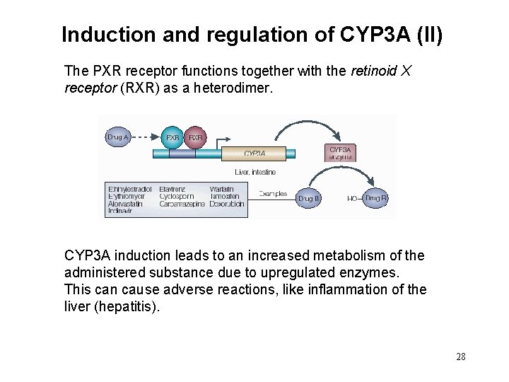 Induction and regulation of CYP 3 A (II) The PXR receptor functions together with