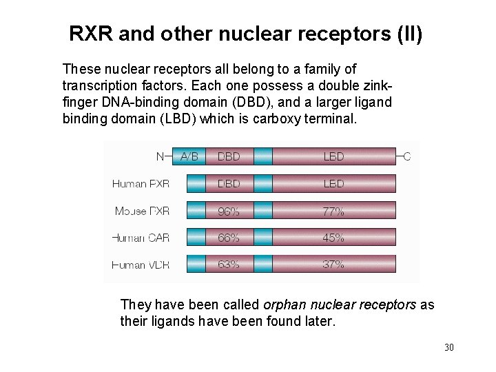 RXR and other nuclear receptors (II) These nuclear receptors all belong to a family
