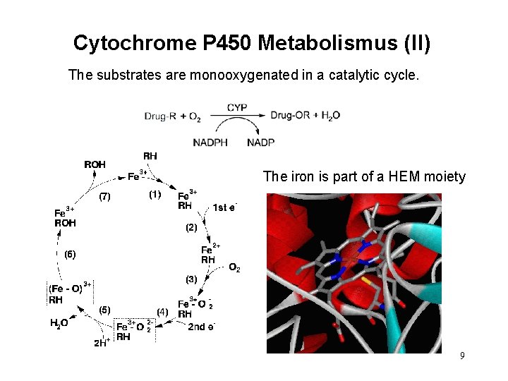 Cytochrome P 450 Metabolismus (II) The substrates are monooxygenated in a catalytic cycle. The